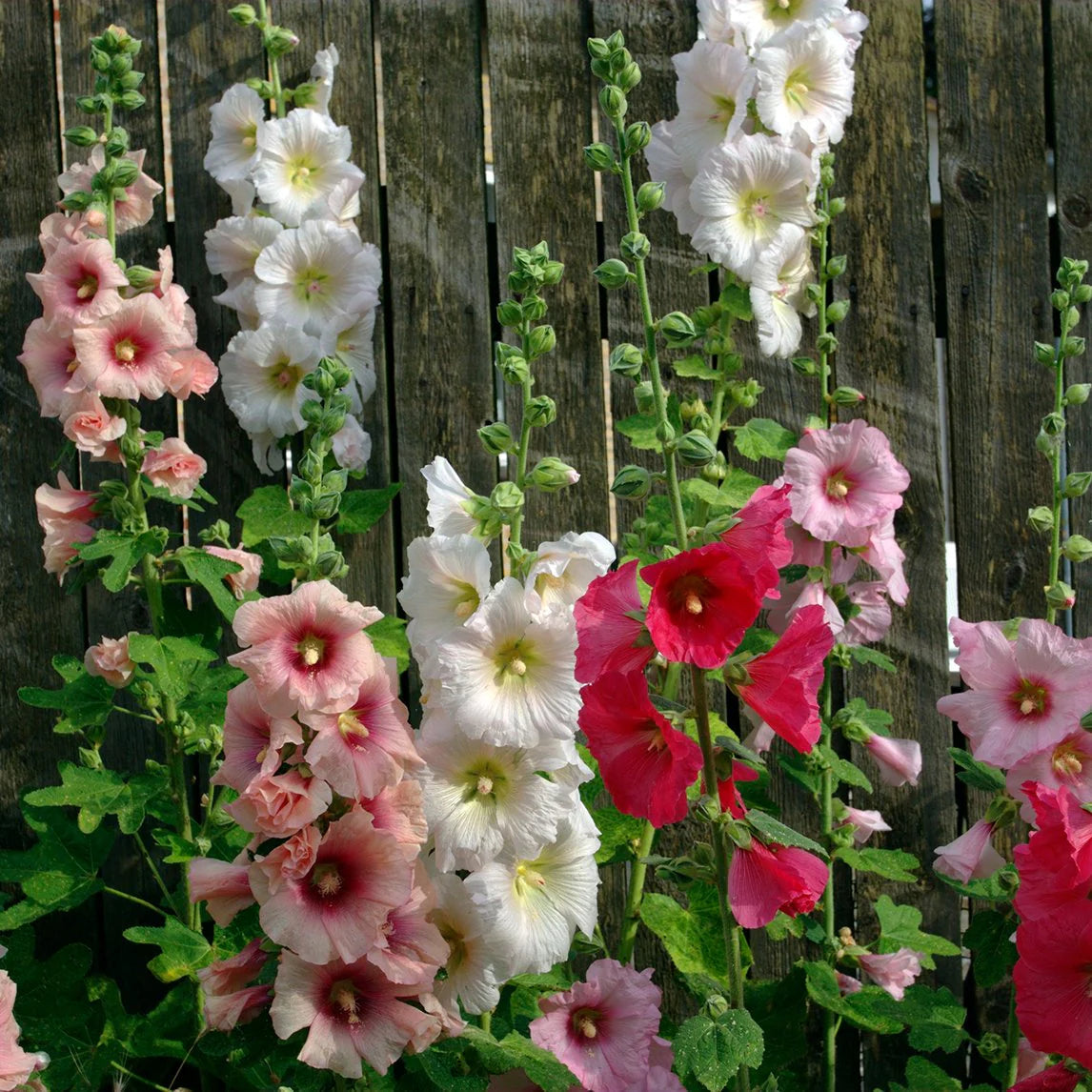 Hollyhock (Hollyhock scientific name) for planting in garden